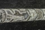 Polished Fossil Orthoceras (Cephalopod) - Morocco #138365-1